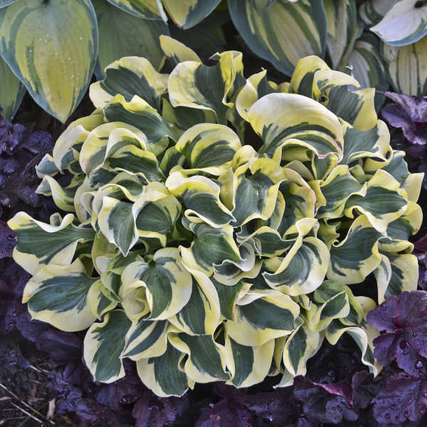 HOSTA MINI SKIRT #1