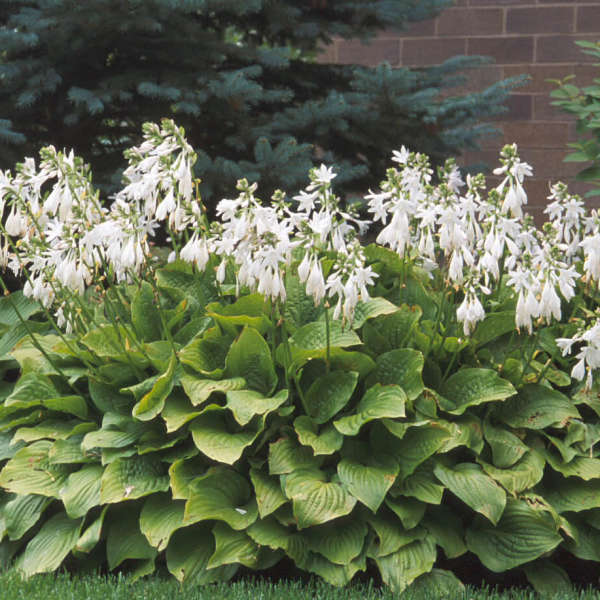 HOSTA ROYAL STANDARD #1