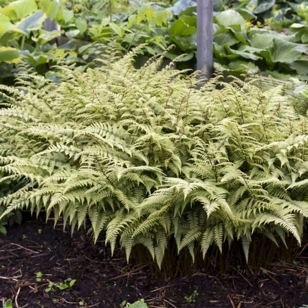 LADY FERN X GHOST #1