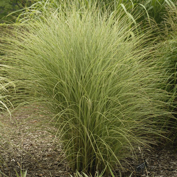 MAIDEN GRASS MORNING LIGHT #2