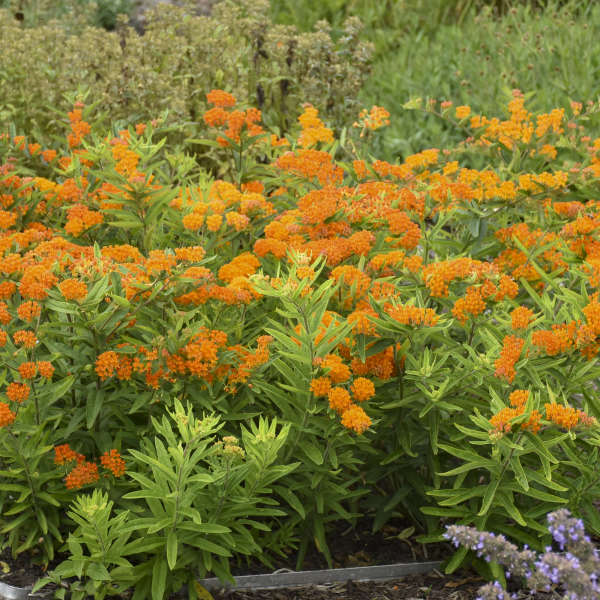 BUTTERFLY WEED #1