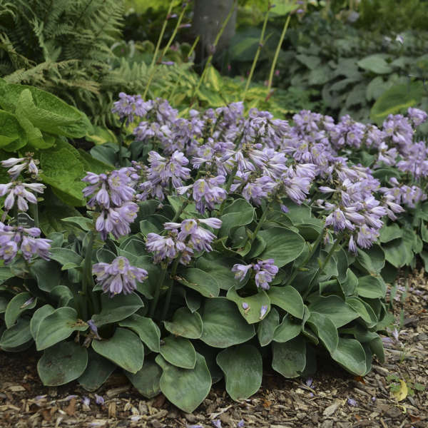 HOSTA BLUE MOUSE EARS 3.25"