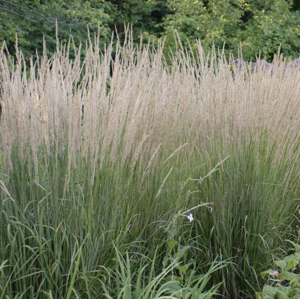 REED GRASS KARL FOERSTER #3