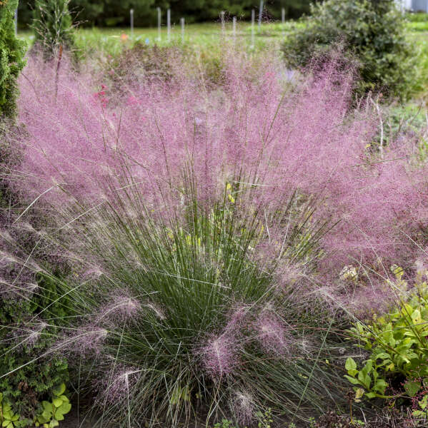 MUHLY GRASS UNDAUNTED #1