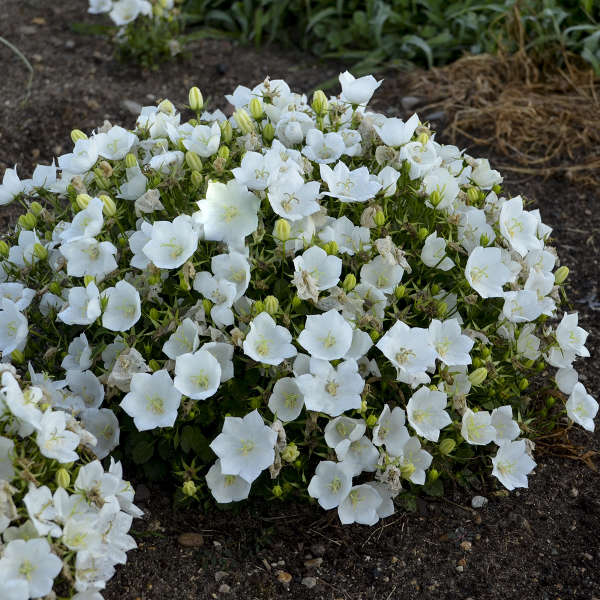 CAMPANULA RAPIDO WHITE #1