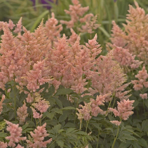 ASTILBE PEACH BLOSSOM #1