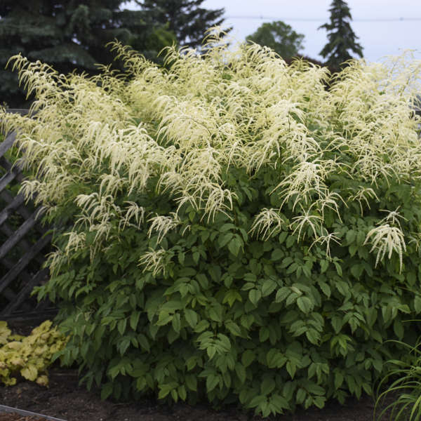 Giant Goat's Beard #2