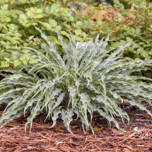 HOSTA SILLY STRING #1