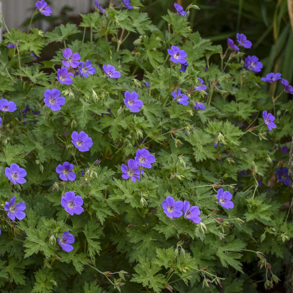 CRANESBILL ROZANNE #1