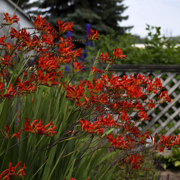 CROCOSMIA LUCIFER #1