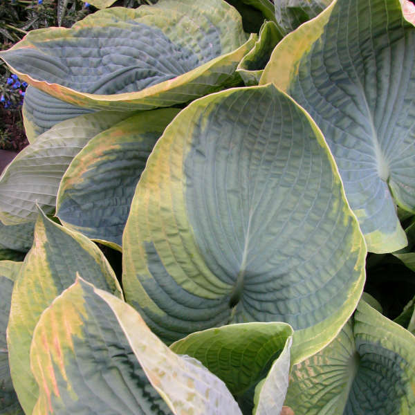 HOSTA FRANCES WILLIAMS #1