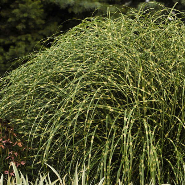 LITTLE ZEBRA GRASS #1