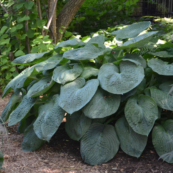 HOSTA ELEGANS #1