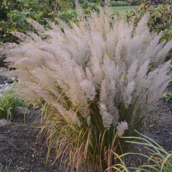 REED GRASS BRACHYTRICHA #2
