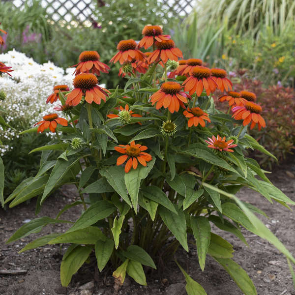 CONEFLOWER SMBR ADOBE ORANGE #1