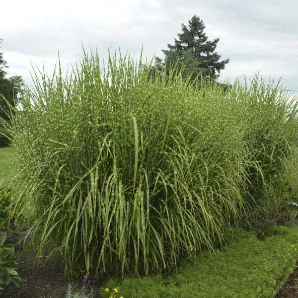 PORCUPINE GRASS #2