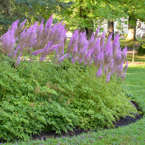 ASTILBE PURPLE CANDLES #2