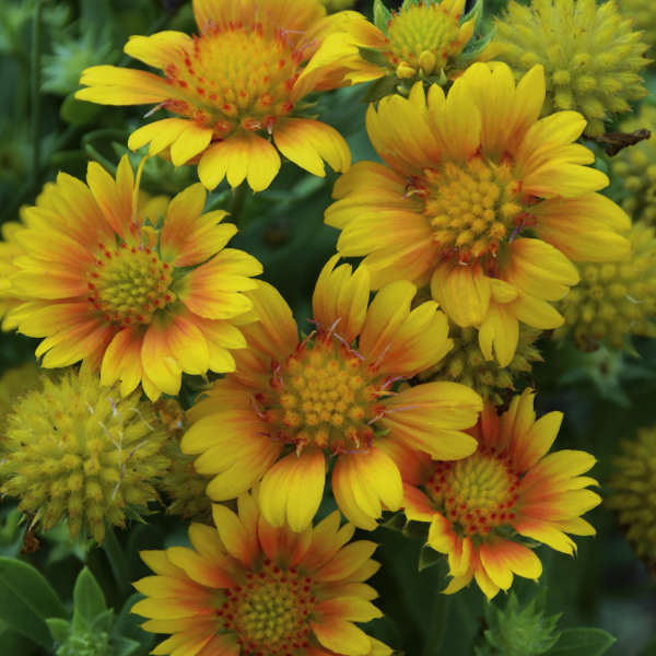 GAILLARDIA ARIZ APRICOT #1