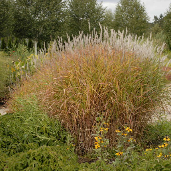 FLAME GRASS PURPURASCENS #5