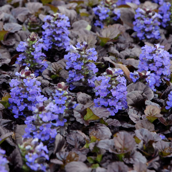 AJUGA BLACK SCALLOP #1