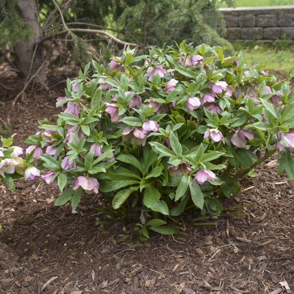 HELLEBORE PARIS IN PINK #1