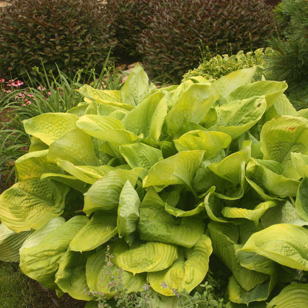 HOSTA SUM & SUBSTANCE #1