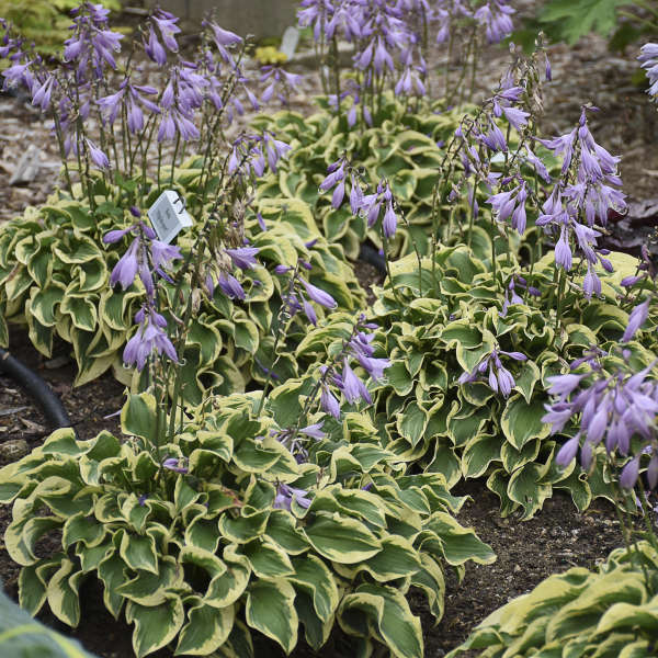 HOSTA WRINKLE IN TIME #1