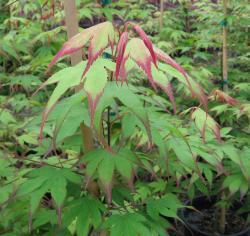 JAPANESE MAPLE TSUMA GAKI #6