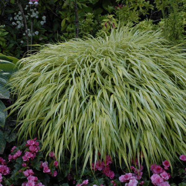 FOREST GRASS AUREOLA #1