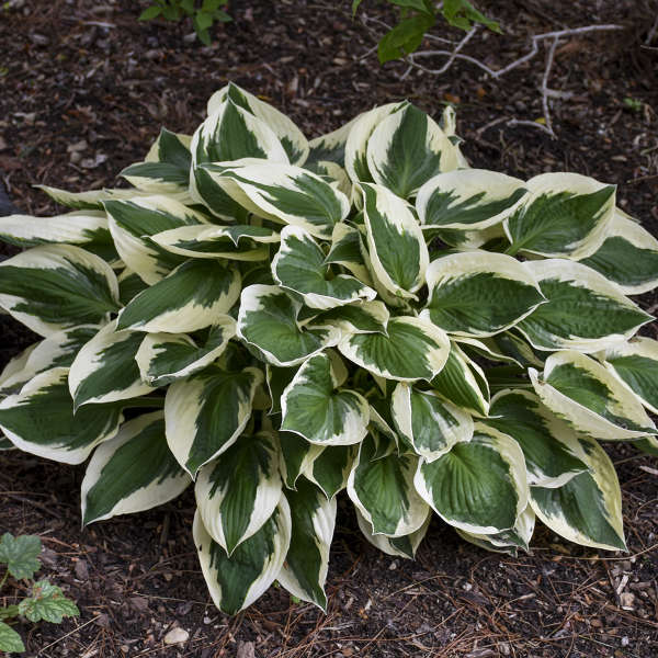 HOSTA PATRIOT #1