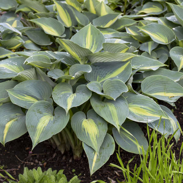 HOSTA TOUCH OF CLASS #1