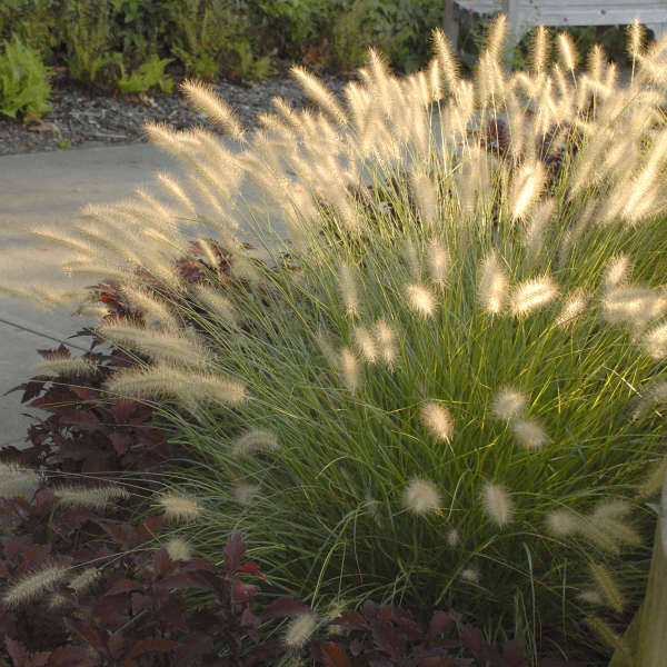 FOUNTAIN GRASS HAMELN #2