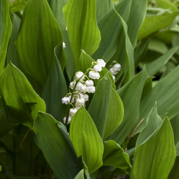LILY OF THE VALLEY #1