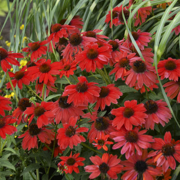 CONEFLOWER SMBR SALSA RED #1