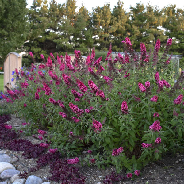 BUTTERFLY BUSH PRINCE CHMG #1