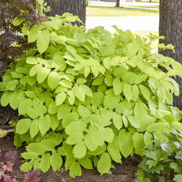 Aralia Sun King #2