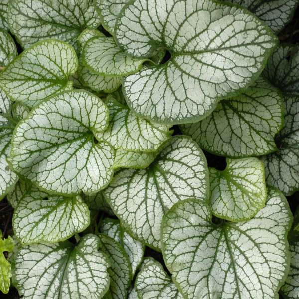 BRUNNERA JACK FROST #1