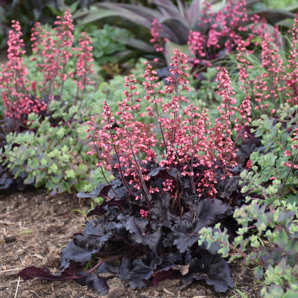 CORAL BELL TIMELESS NIGHT #1