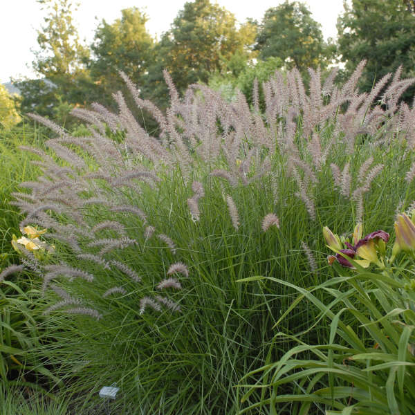 FOUNTAIN GRASS KARLEY ROSE #1