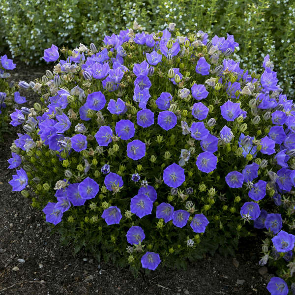 CAMPANULA RAPIDO BLUE #1