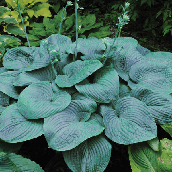 HOSTA HUMPBACK WHALE #1