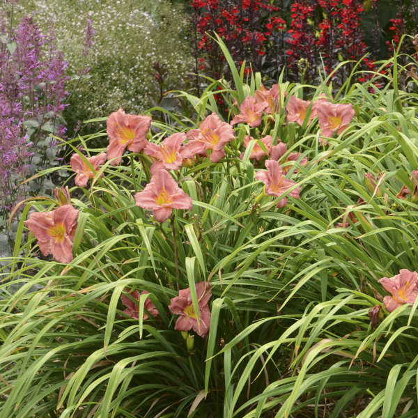 DAYLILY ROSY RETURNS #1