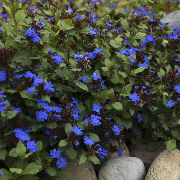 LEADWORT 6-PACK