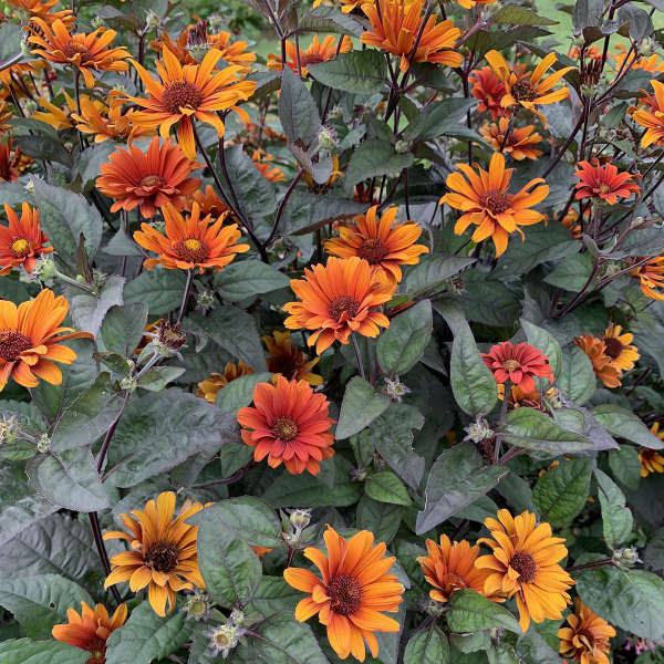 FALSE SUNFLOWER BLEEDING HRTS #1