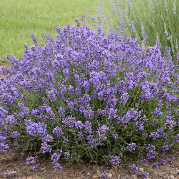 LAVENDER ESSENCE PURP #1SQ