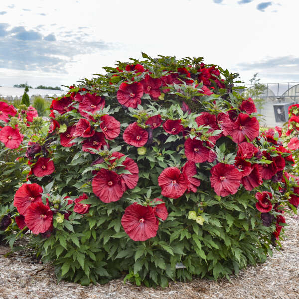 HARDY HIBISCUS BLCKBRY MERLOT #3