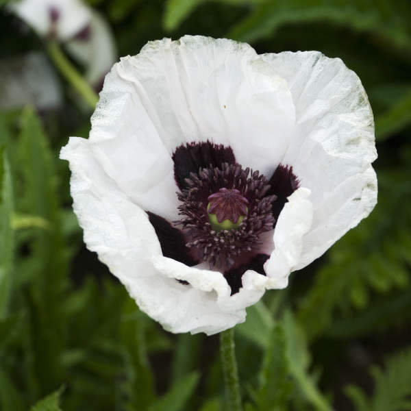 POPPY ROYAL WEDDING #1