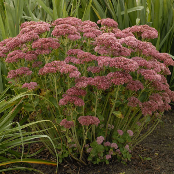 Sedum Autumn Fire #2