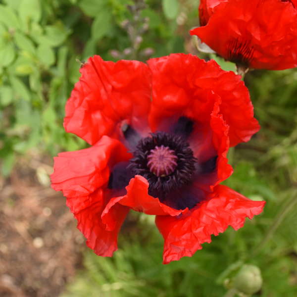 POPPY BTY OF LIVERMERE #1