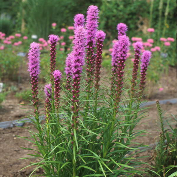 LIATRIS KOBOLD #1